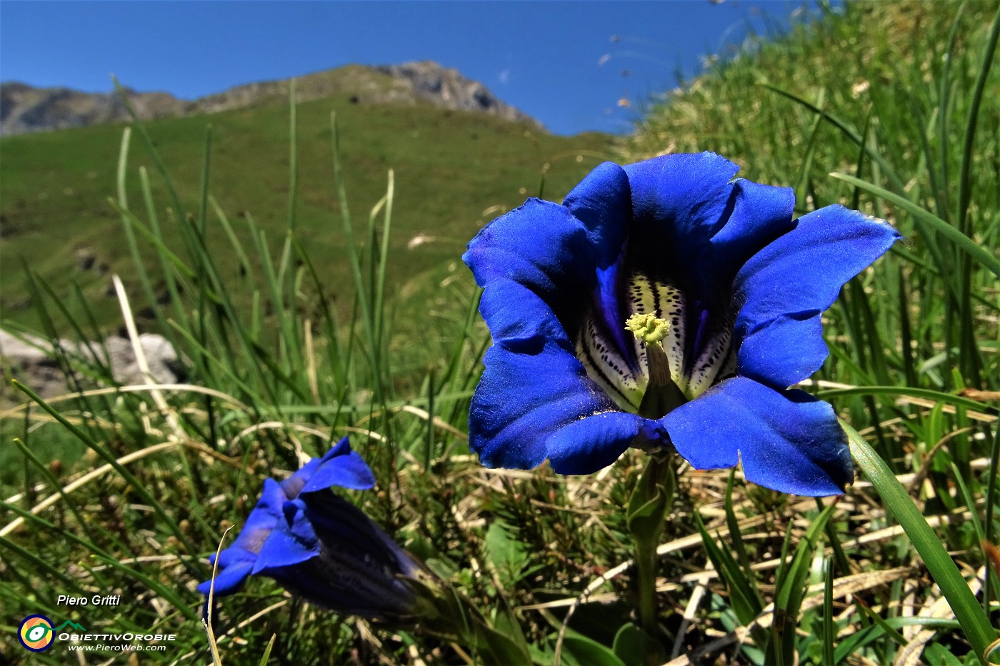 38 Genziana di Clusius (Gentiana Clusii).JPG